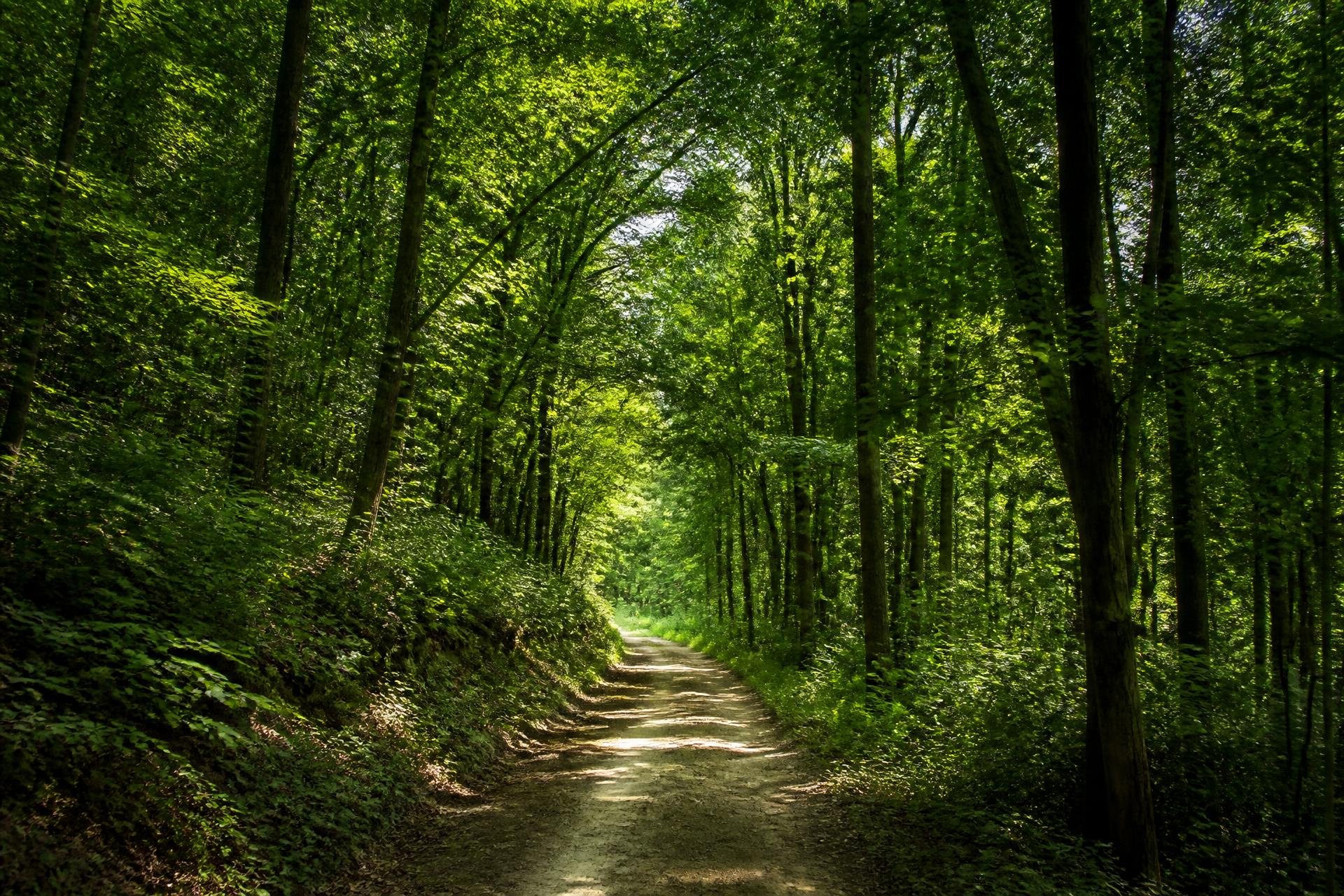 Sunlit dirt path winding through a lush green forest